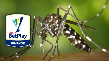 ¡Alerta! Liga Betplay: Vacuna obligatoria para hinchas en este estadio. Foto: Pexels y Escudoteca